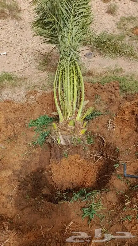 نخل للبيع توريدالئ جميع أنحاء المملكة 4