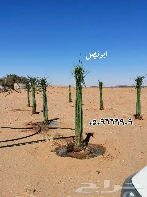 نخل للبيع توريدالئ جميع أنحاء المملكة 6