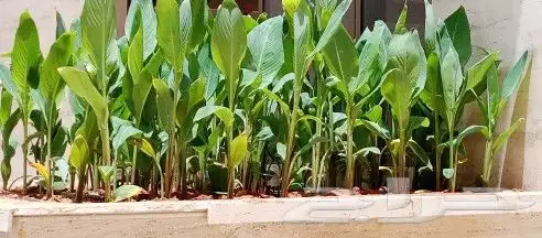 نخيل واشنطني ونخيل عربي وتنسيق الحدائق 1