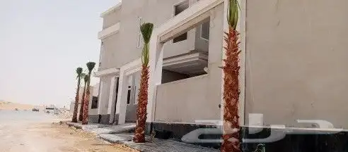 نخيل واشنطني ونخيل عربي وتنسيق الحدائق 0