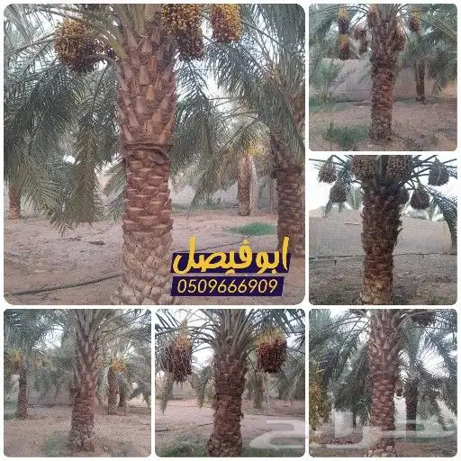 نخل للبيع توريدالئ جميع أنحاء المملكة 8