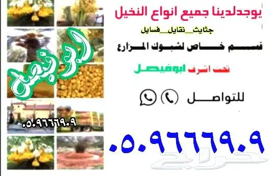 نخل للبيع توريدالئ جميع أنحاء المملكة 0