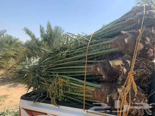 نخل للبيع توريدالئ جميع أنحاء المملكة 10