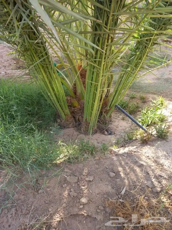 نخل للبيع توريدالئ جميع أنحاء المملكة 9