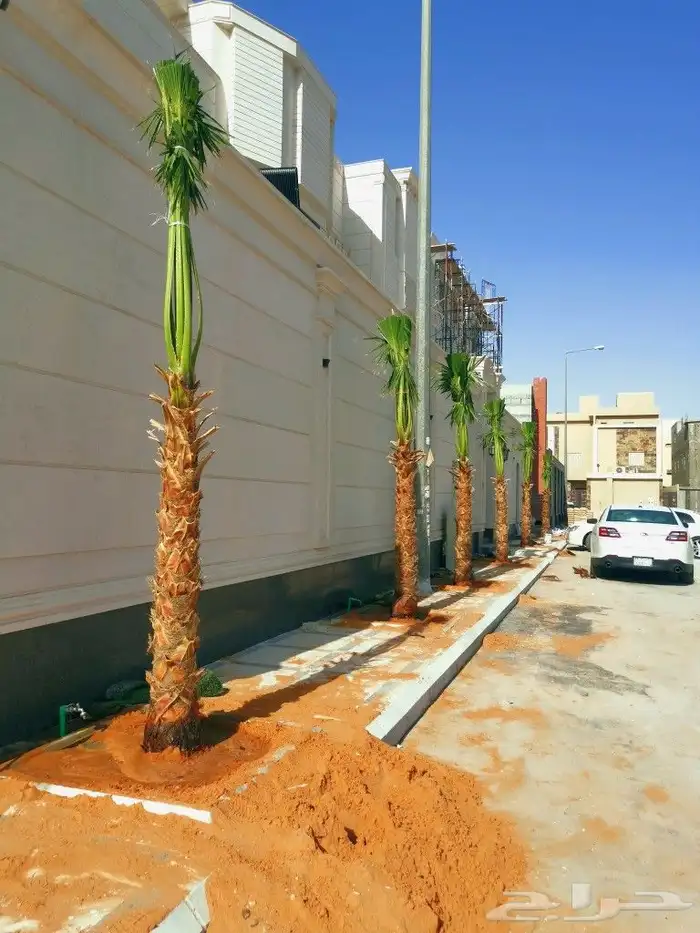 نخل للبيع توريدالئ جميع أنحاء المملكة 2