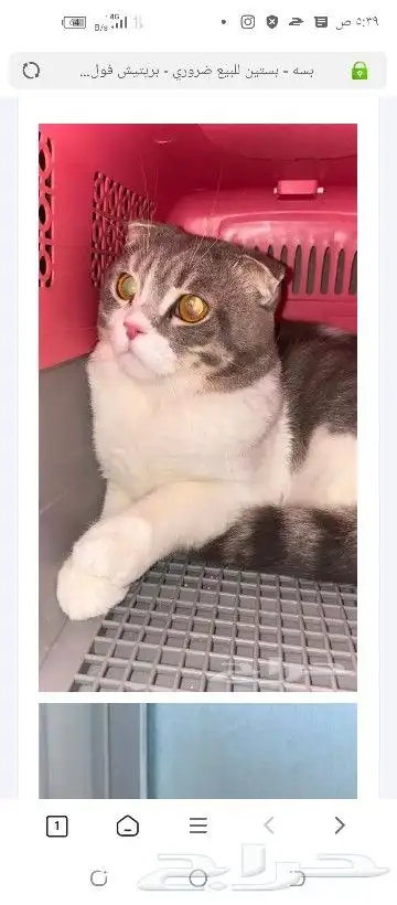 مندوب توصيل حيوانات اليفة داخل الرياض وخارجها 0