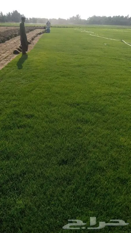 جده جده جده 2