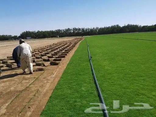 جده جده جده 4