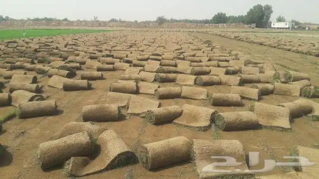 جده جده جده 0