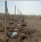 نخل عربي وواشنطن معاالتوصيل والغرس 26