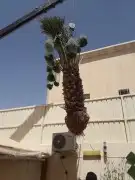 نخل عربي وواشنطن معاالتوصيل والغرس 29