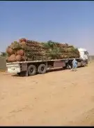 نخل عربي وواشنطن معاالتوصيل والغرس 31