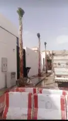 نخل عربي وواشنطن معاالتوصيل والغرس 32