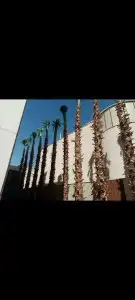 نخل عربي وواشنطن معاالتوصيل والغرس 25