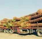 نخل عربي وواشنطن معاالتوصيل والغرس 3