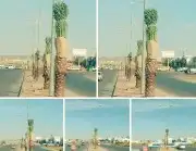 نخل عربي وواشنطن معاالتوصيل والغرس 4