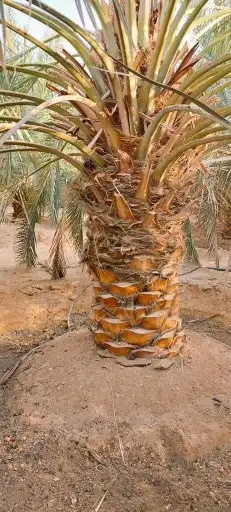 نخل عربي وواشنطن معاالتوصيل والغرس 2