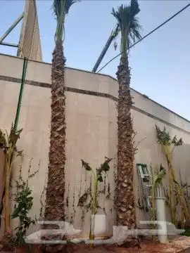 نخل عربي وواشنطن معاالتوصيل والغرس 35