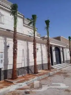 نخل عربي وواشنطن معاالتوصيل والغرس 33