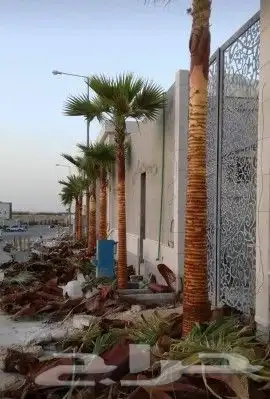 نخل عربي وواشنطن معاالتوصيل والغرس 15