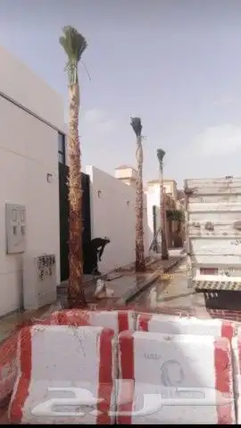 نخل عربي وواشنطن معاالتوصيل والغرس 30