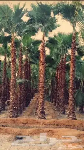نخل عربي وواشنطن معاالتوصيل والغرس 0