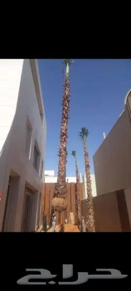 نخل عربي وواشنطن معاالتوصيل والغرس 36