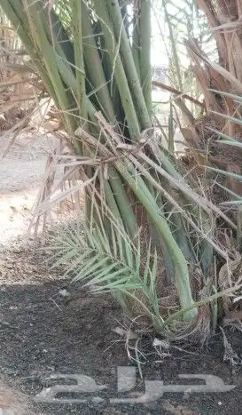 نخل عربي وواشنطن معاالتوصيل والغرس 6