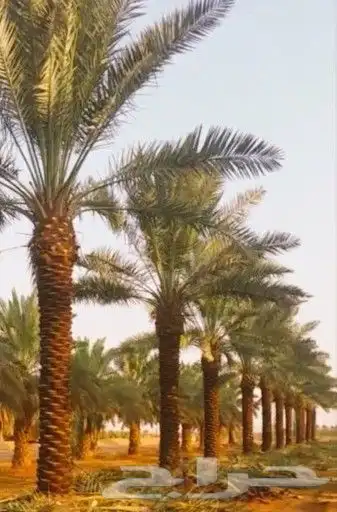 نخل عربي وواشنطن معاالتوصيل والغرس 5