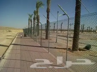 نخل عربي وواشنطن معاالتوصيل والغرس 8