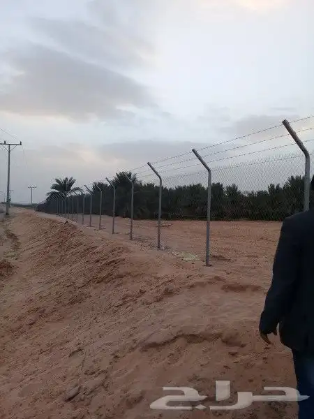 نخل عربي وواشنطن معاالتوصيل والغرس 10