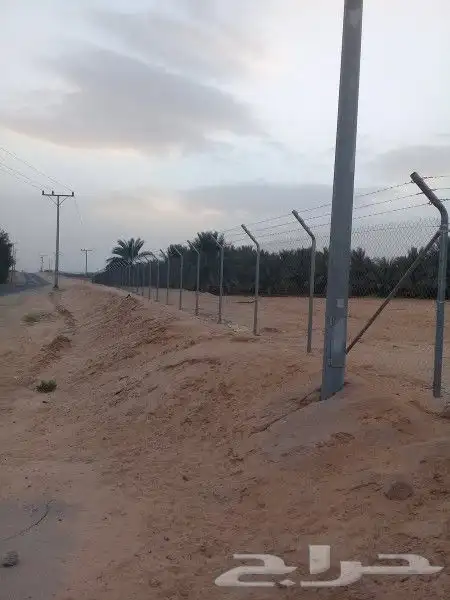 نخل عربي وواشنطن معاالتوصيل والغرس 9