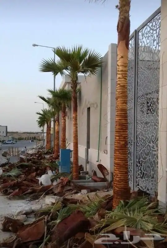 نخل عربي وواشنطن معاالتوصيل والغرس 1