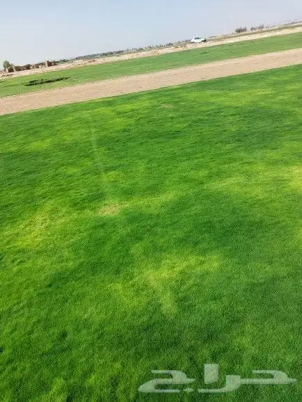ثيل ياباني طبيعي 5