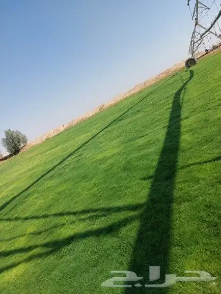 ثيل ياباني طبيعي 1