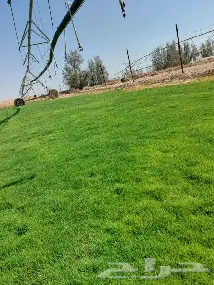 ثيل ياباني طبيعي 4