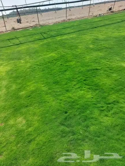 ثيل ياباني طبيعي 2