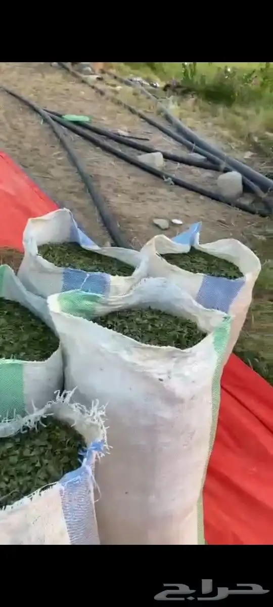 حناءضواحي ينبع ورق او مطحن حسب الطلب 2