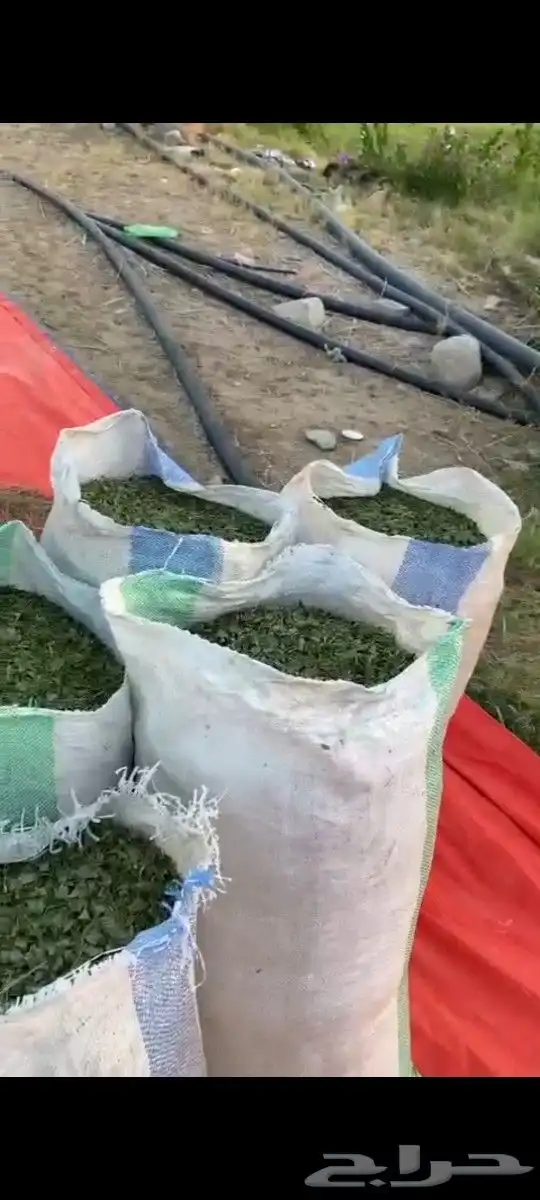 حناءضواحي ينبع ورق او مطحن حسب الطلب 1