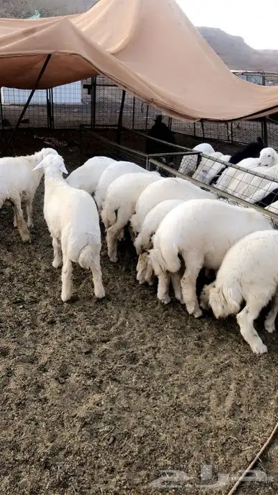 ذبايح حريه من البر الذبح والتوصيل الى منزلك 18