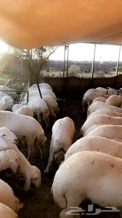 ذبايح حريه من البر الذبح والتوصيل الى منزلك 12