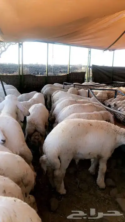 ذبايح حريه من البر الذبح والتوصيل الى منزلك 14