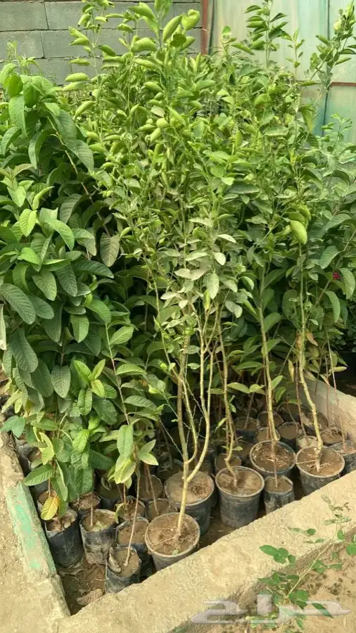 شتل فواكه مثمره 20