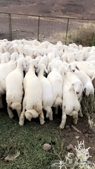 ذبايح حريه من البر الذبح والتوصيل الى منزلك 21