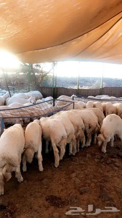 ذبايح حريه من البر الذبح والتوصيل الى منزلك 8