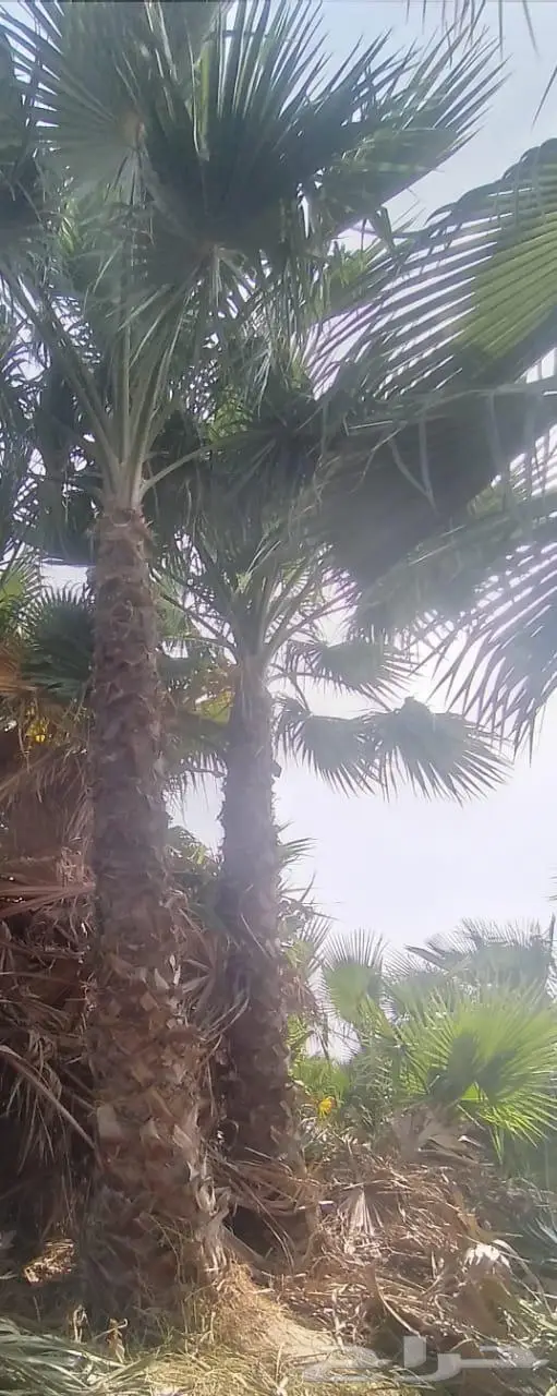 نخيل واشنطونيا للبيع 5