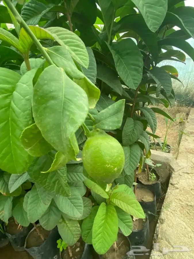 شتل فواكه مثمره 21