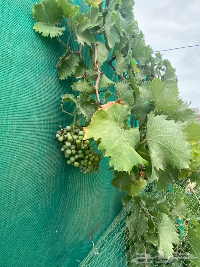 شتل فواكه مثمره 22