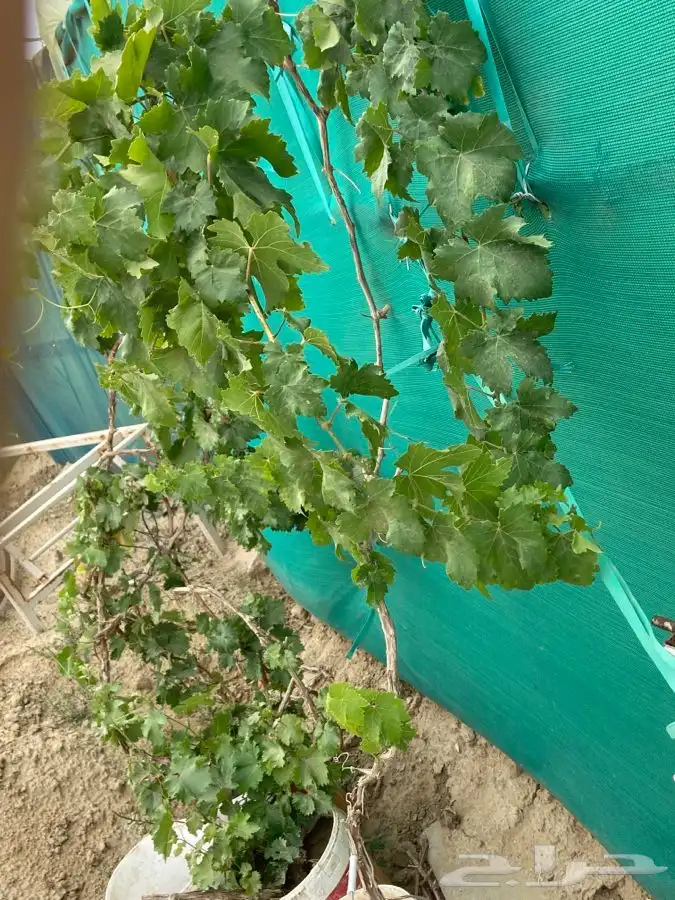 شتل فواكه مثمره 23