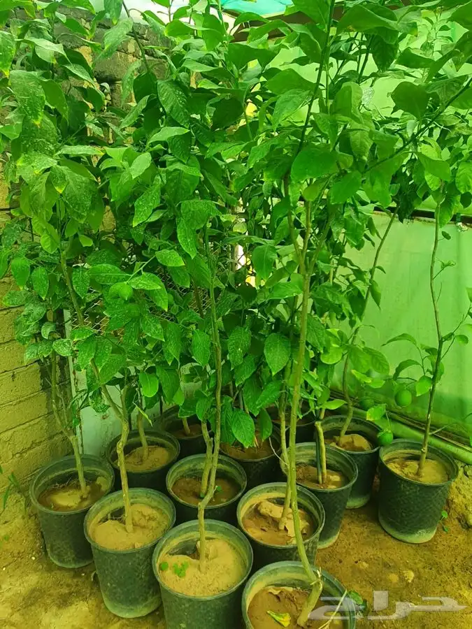 شتل فواكه مثمره 18
